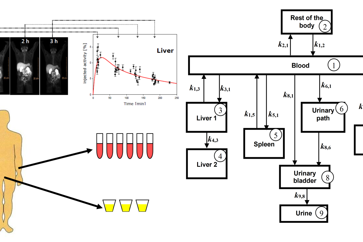Pilot Group Dosimetry in Nuclear Medicine