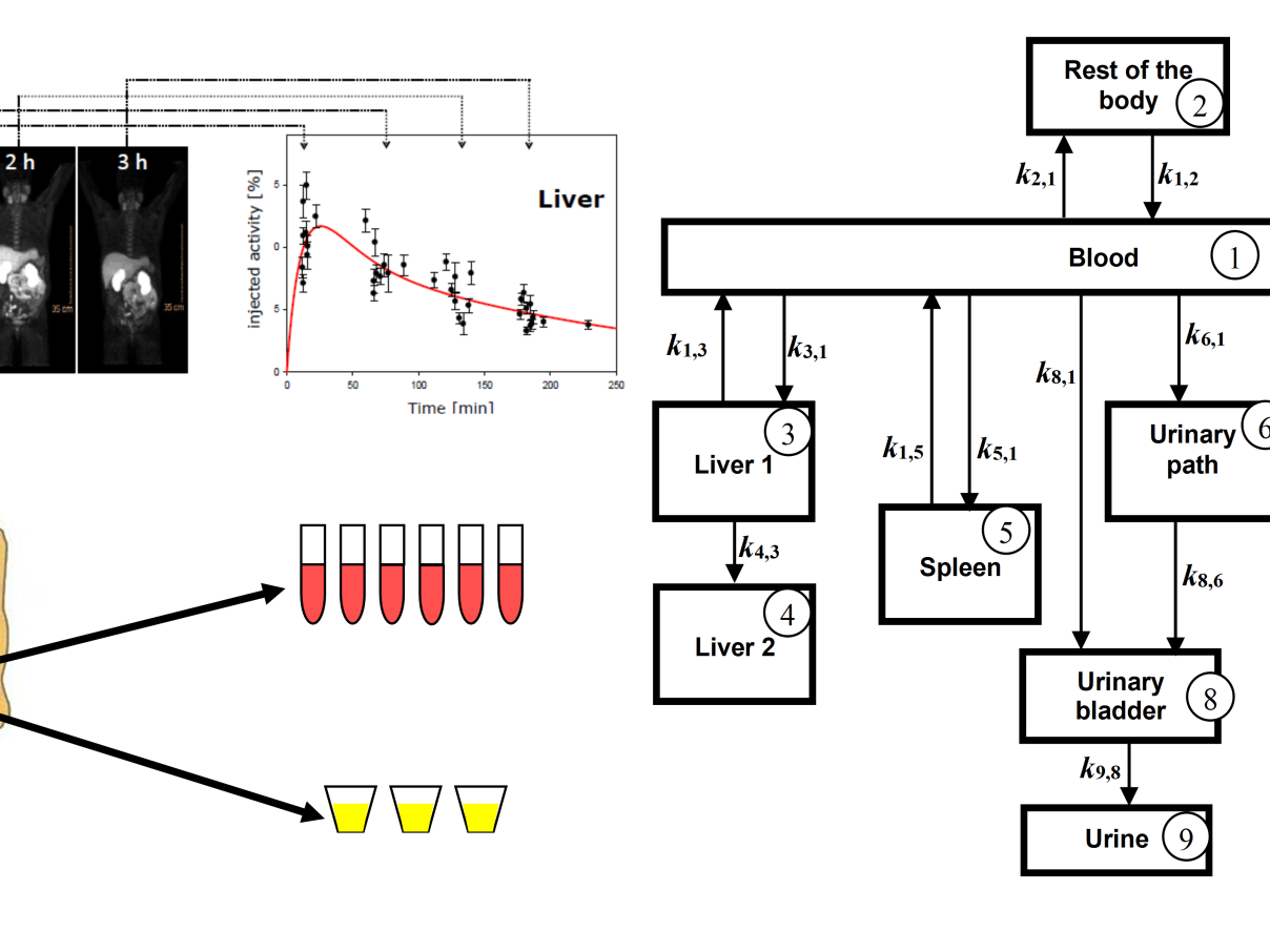 Pilot Group Dosimetry in Nuclear Medicine